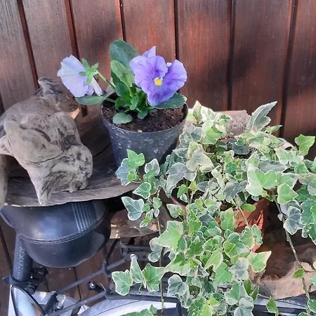 Leilani فندق مبيت وإفطار سيل ماراسينو